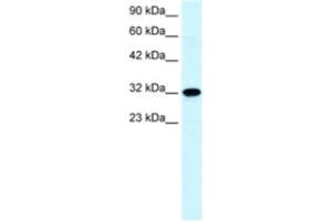 Western Blotting (WB) image for anti-Aquaporin 7 (AQP7) antibody (ABIN2460582)
