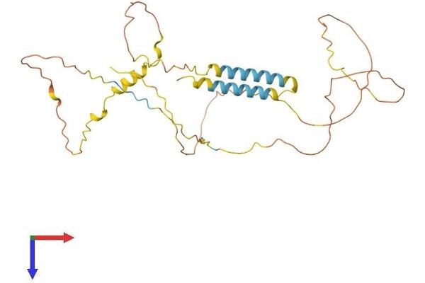 BSND Protein (AA 1-307) (His tag)