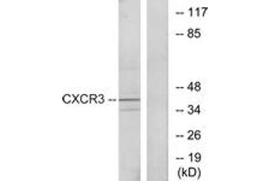 Western blot analysis of extracts from K562 cells, using CXCR3 Antibody. (CXCR3 Antikörper  (AA 161-210))
