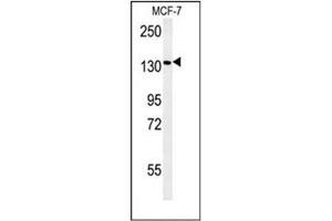Western blot analysis of Peroxin 1 / PEX1 Antibody (Center) in MCF-7 cell line lysates (35ug/lane). (PEX1 Antikörper  (Middle Region))