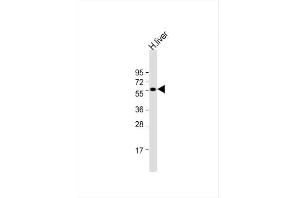 SLC30A10 Antikörper  (C-Term)