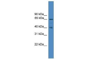 Western Blot showing UBL7 antibody used at a concentration of 1-2 ug/ml to detect its target protein. (UBL7 Antikörper  (N-Term))