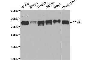 Western blot analysis of extracts of various cell lines, using CBX4 antibody. (CBX4 Antikörper)