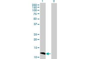 Western Blot analysis of CCL23 expression in transfected 293T cell line by CCL23 MaxPab polyclonal antibody.