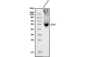 Western blot analysis of CD47 using anti-CD47 antibody (ABIN6719291). (CD47 Antikörper  (AA 19-323))
