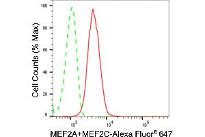 Flow cytometric analysis of MEF2A+MEF2C expression in H9c2 cells using MEF2A+MEF2C antibody (ABIN7799353), 1:2,000). (Rekombinanter MEF2A+MEF2C Antikörper)
