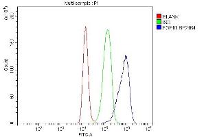 anti-Fibroblast Growth Factor 10 (FGF10) (AA 38-208) antibody