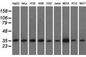 Western blot analysis of extracts (35 µg) from 9 different cell lines by using anti-EIF2S1 monoclonal antibody. (EIF2S1 Antikörper)