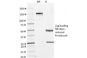 SDS-PAGE Analysis of Purified, BSA-Free Cyclin A2 Antibody (clone E67). (Cyclin A Antikörper)