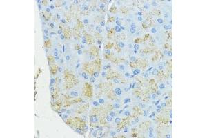 Immunohistochemistry (IHC) image for anti-Superoxide Dismutase 3, Extracellular (SOD3) (AA 19-160) antibody (ABIN6148276)