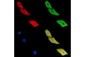 ABIN6259639 and ABIN6279465 staining Hela cells by IF/ICC. (REM2 Antikörper  (N-Term))