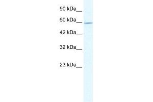 DDX47 antibody used at 2. (DDX47 Antikörper)