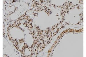 ABIN6279002 at 1/100 staining Rat lung tissue by IHC-P. (POU3F3 Antikörper  (N-Term))