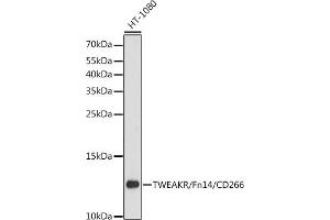 Western blot analysis of extracts of HT-1080 cells, using TWEAKR/Fn14/CD266 antibody (ABIN6127590, ABIN6149315, ABIN6149316 and ABIN6216956) at 1:3000 dilution. (TNFRSF12A Antikörper  (AA 28-129))