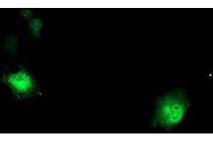 Anti-DTNB mouse monoclonal antibody (ABIN2455583) immunofluorescent staining of COS7 cells transiently transfected by pCMV6-ENTRY DTNB (RC203798). (Dystrobrevin beta Antikörper)