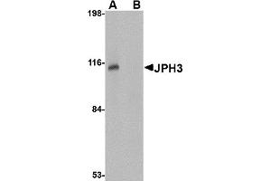 Western Blotting (WB) image for anti-Junctophilin 3 (JPH3) (Middle Region) antibody (ABIN1030970) (Junctophilin 3 Antikörper  (Middle Region))