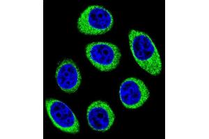 Confocal immunofluorescent analysis of PCDH1 Antibody (N-term) (ABIN655958 and ABIN2845344) with U-251MG cell followed by Alexa Fluor 488-conjugated goat anti-rabbit lgG (green). (Protocadherin 1 Antikörper  (N-Term))