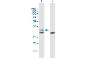Western Blot analysis of PGP expression in transfected 293T cell line by PGP MaxPab polyclonal antibody. (PGP Antikörper)
