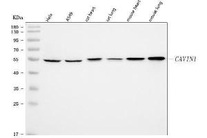Western blot analysis of PTRF/CAVIN1 using anti-PTRF/CAVIN1 antibody (ABIN7601817).