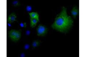 Immunofluorescence (IF) image for anti-Von Willebrand Factor A Domain Containing 5A (VWA5A) antibody (ABIN1501746) (VWA5A Antikörper)