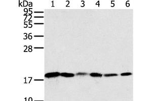 Western Blot analysis of Human colon sigmoideum cancer and colon cancer tissue, Mouse lung and Human normal colon tissue, lovo and hela cell using SNX3 Polyclonal Antibody at dilution of 1:250 (Sorting Nexin 3 Antikörper)