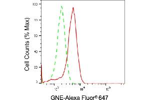 Flow cytometric analysis of GNE expression in HeLa cells using GNE antibody (ABIN7798730), 1:(ABIN7798691). (Rekombinanter GNE Antikörper)
