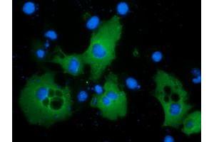 Anti-PIK3AP1 mouse monoclonal antibody (ABIN2453462) immunofluorescent staining of COS7 cells transiently transfected by pCMV6-ENTRY PIK3AP1 (RC214125). (PIK3AP1 Antikörper)
