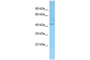 Western Blotting (WB) image for anti-LanC Lantibiotic Synthetase Component C-Like 1 (LANCL1) (N-Term) antibody (ABIN971025) (LANCL1 Antikörper  (N-Term))