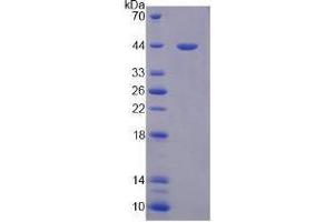 Image no. 1 for Paraoxonase 3 (PON3) (AA 2-354) (Active) protein (His tag) (ABIN6239885) (PON3 Protein (AA 2-354) (His tag))