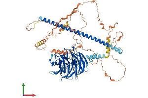 Protein Structure (PS) image for Striatin, Calmodulin Binding Protein 4 (STRN4) (AA 1-753) protein (His tag) (ABIN7544048)