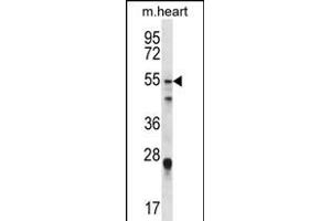 FOXO6 Antibody (Center) (ABIN1881351 and ABIN2845586) western blot analysis in mouse heart tissue lysates (35 μg/lane). (Foxo6 Antikörper  (AA 154-181))
