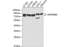 Western blot analysis of extracts of various cell lines using HSP90AB1 Polyclonal Antibody at dilution of 1:1000. (HSP90AB1 Antikörper)