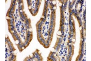 IHC testing of FFPE mouse intestine with CDCP1 antibody. (CDCP1 Antikörper)