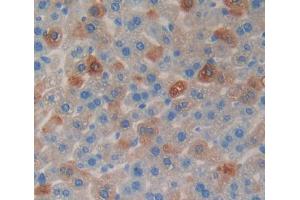IHC-P analysis of liver tissue, with DAB staining. (CHGB Antikörper  (AA 448-664))