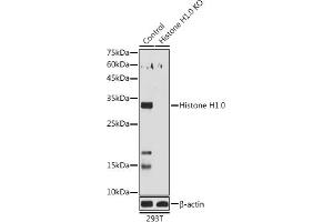 Western blot analysis of extracts of 293T cells, using Histone H1. (Histone H1 Antikörper  (AA 1-105))