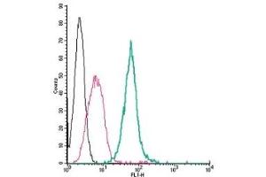 Cell surface detection of Neuropilin-1 by direct flow cytometry in live intact mouse J774 macrophage cells: (black line) Cells. (Neuropilin 1 Antikörper  (Extracellular) (FITC))