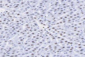 Immunohistochemistry analysis of paraffin-embedded rat liver using,SET (ABIN7075583) at dilution of 1: 10000 (SET/TAF-I Antikörper)