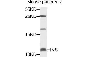 Western blot analysis of extracts of mouse pancreas cells, using INS antibody. (Insulin Antikörper)