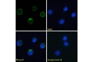 Immunofluorescence staining of fixed human peripheral blood monocytes (PBMs) with anti-Integrin beta-7 antibody FIB27. (Rekombinanter Integrin beta 7 Antikörper)