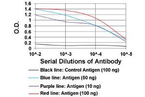 ELISA analysis of KHDRBS2 monoclonal antibody, clone 7G8C10  at 1:10000 dilution. (KHDRBS2 Antikörper  (AA 160-349))