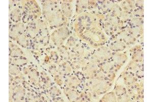Immunohistochemistry of paraffin-embedded human pancreatic tissue using ABIN7144122 at dilution of 1:100 (ANGPTL7 Antikörper  (AA 27-296))