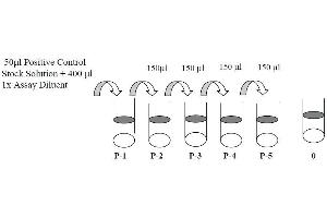 This picture shows the preparation of the positive control. (BTK ELISA Kit)