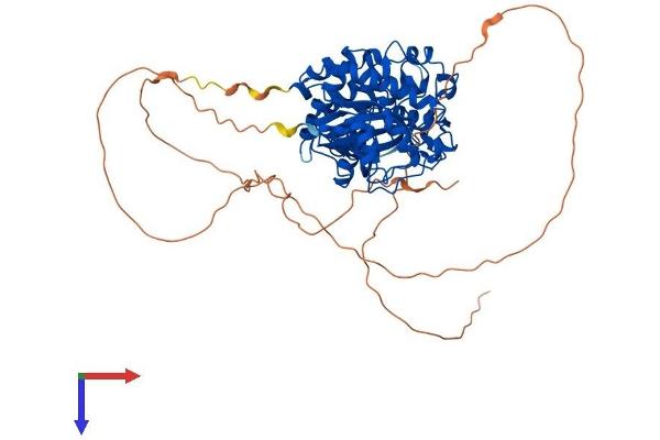 DYRK3 Protein (AA 1-586) (His tag)