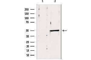 Western blot analysis of extracts from mouse brain, using ACOX1 antibody. (ACOX1 Antikörper  (Internal Region))