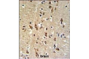SGTB Antibody (N-term) (ABIN651267 and ABIN2840162) IHC analysis in formalin fixed and paraffin embedded human brain tissue followed by peroxidase conjugation of the secondary antibody and DAB staining. (SGTB Antikörper  (N-Term))