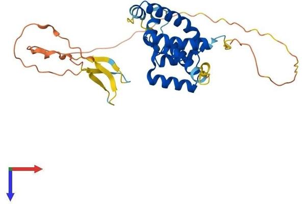 POU6F1 Protein (AA 1-301) (His tag)