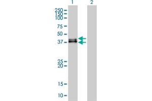 Western Blot analysis of DUSP6 expression in transfected 293T cell line by DUSP6 monoclonal antibody (M01A), clone 3G2.