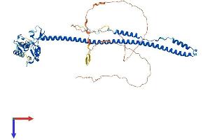 TRIM8 Protein (AA 1-551) (His tag)