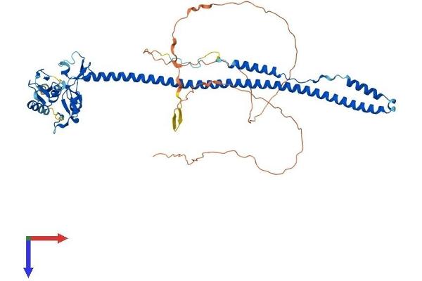 TRIM8 Protein (AA 1-551) (His tag)