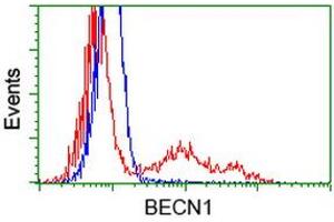 HEK293T cells transfected with either RC201629 overexpress plasmid (Red) or empty vector control plasmid (Blue) were immunostained by anti-BECN1 antibody (ABIN2454376), and then analyzed by flow cytometry. (Beclin 1 Antikörper)